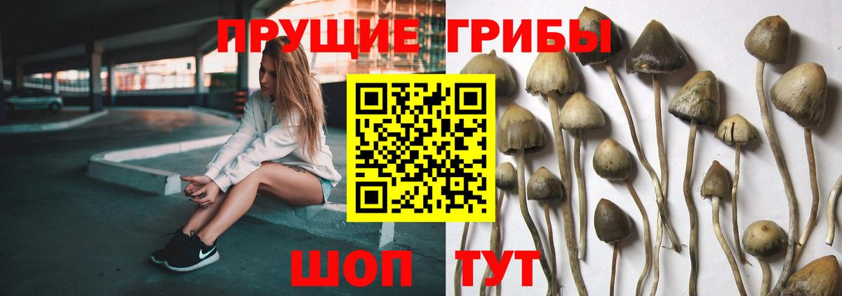 как найти наркотики  Ялуторовск  Галлюциногенные грибы MAGIC MUSHROOMS  Псилоцибиновые грибы прущие грибы 